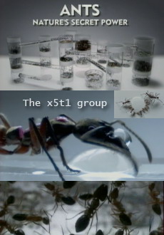 Ants: Natures secret power / :    (2005)
