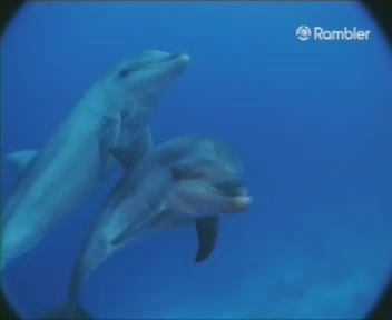 Friends of dolphins /   (2003)